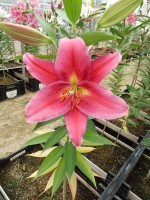 [4339 Cabella VH No02.JPG]